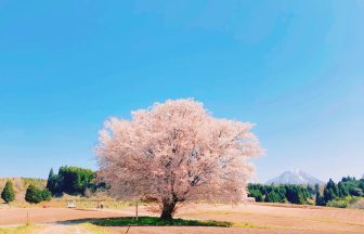 田住の一本桜