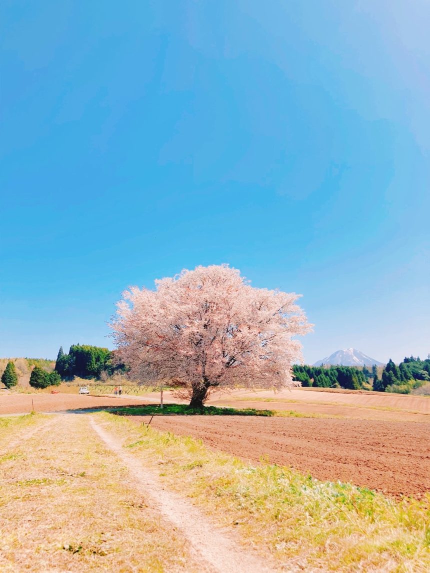 田住の一本桜